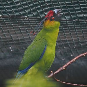 Horned parakeet (Eunymphicus cornutus), 2024-05-23
