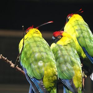 Horned parakeets (Eunymphicus cornutus), 2024-05-23