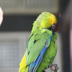 Horned parakeet (Eunymphicus cornutus), 2024-05-24