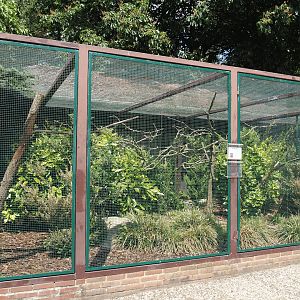 Buru king parrot aviary, 2024-05-23