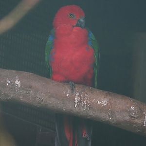 Buru king parrot (Alisterus amboinensis buruensis), 2024-05-22