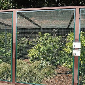 Pesquet's parrot, Goldie's lorikeet and Green-naped pheasant-pigeon aviary, 2024-05-23