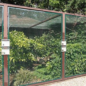 Pesquet's parrot, Goldie's lorikeet and Green-naped pheasant-pigeon aviary, 2024-05-23