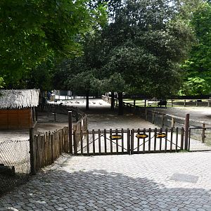 Farm (zebus, goats, alpacas,...)