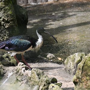 Straw-necked Ibis