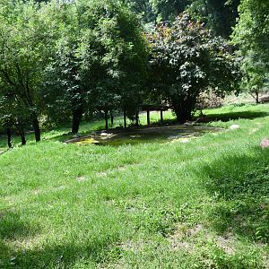 Maned Wolf exhibit (no show)