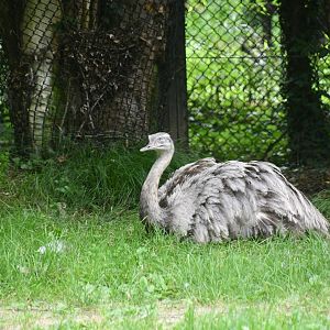 Greater Rhea