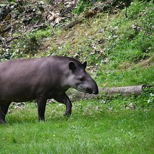 Lowland Tapir