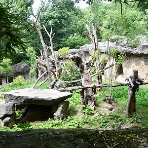 Giant Anteater (formerly Andean Bear) exhibit - no show