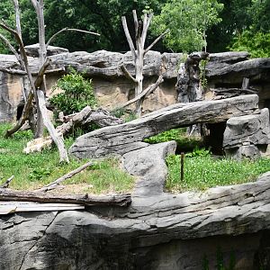 Giant Anteater (formerly Andean Bear) exhibit - no show