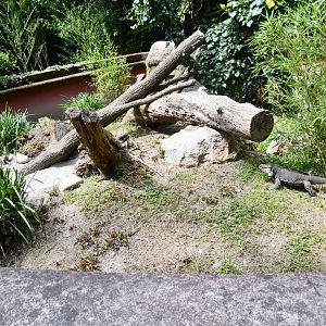 Rhinoceros Iguana exhibit