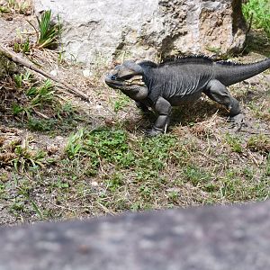 Rhinoceros Iguana