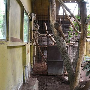 Linne's Two-toed Sloth/Large Hairy Armadillo exhibit