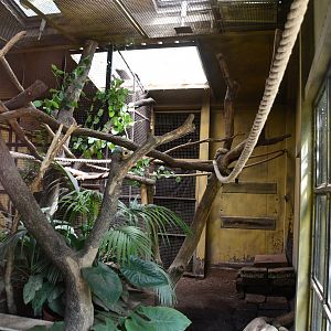 Linne's Two-toed Sloth/Large Hairy Armadillo exhibit
