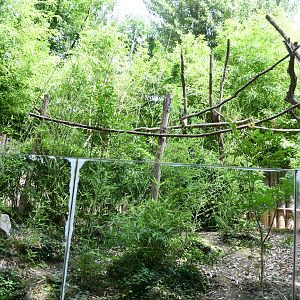 Linne's Two-toed Sloth exhibit (mixed with Red-footed Tortoise)