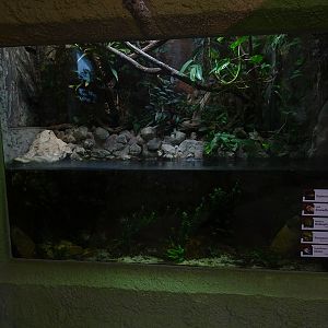 South America House: Aquarium