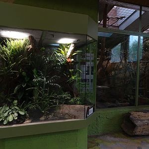South America House: Poison dart frogs / pygmy marmoset + armadillo
