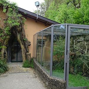 South America House: pygmy marmoset outdoor enclosure