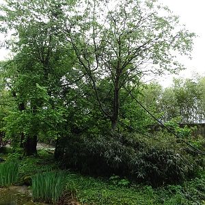 Squirrel monkey outdoor enclosure