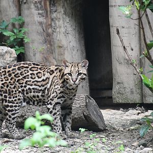 Ocelot