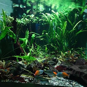 Haus der Natur Salzburg:  Asian freshwater tank