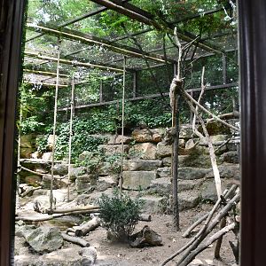 White-nosed Coati/Azara's Agouti exhibit