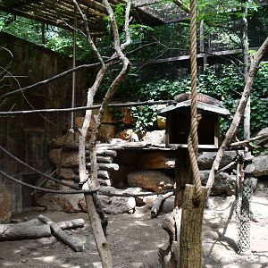 White-nosed Coati/Azara's Agouti exhibit