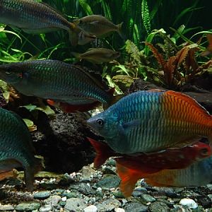 Boeseman's rainbowfish (Melanotaenia boesemani)