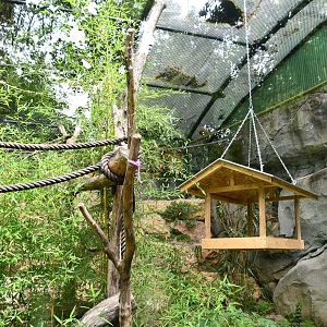 Red-fronted Macaw exhibit