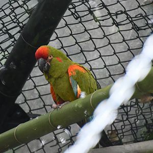 Red-fronted Macaw
