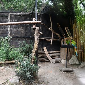 Great Green Macaw exhibit