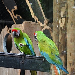 Great Green Macaws
