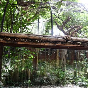 Cottontop Tamarin exhibit