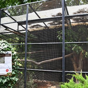 Lilacine Amazon aviary