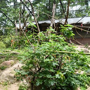 Curassow/Macaws aviary