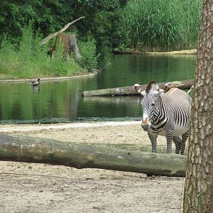 05 2024 - Grévy Zebra