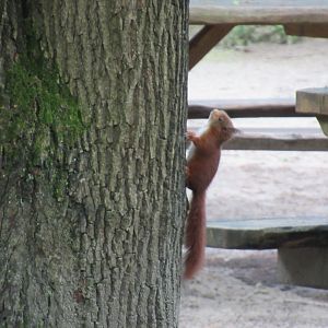 05 2024 - Wild red squirrel, youngster