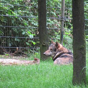 05 2024 - European Wolf (adult male)