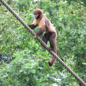 05 2024 - Golden Bellied Capuchin Monkey