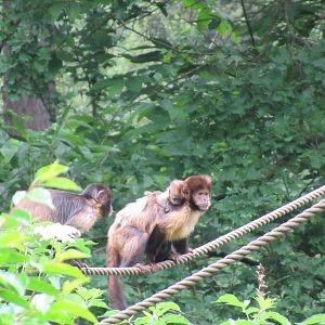 05 2024 - Golden bellied capuchin monkeys, adult female and baby