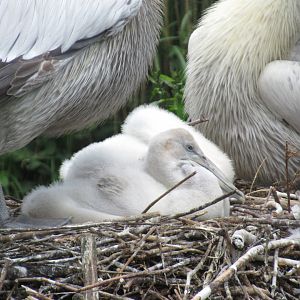 05 2024 - Dalmatian Pelican, youngster