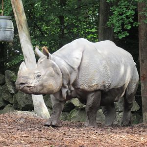 05 2024 - Indian Rhino, adult male