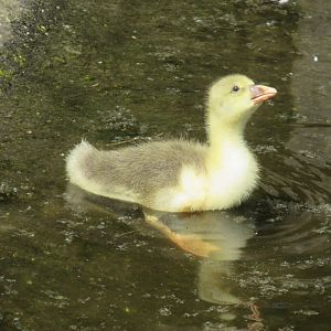 06 2024 - Twente goose, youngster