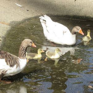 06 2024 - Twente geese, adult male and female and their youngsters