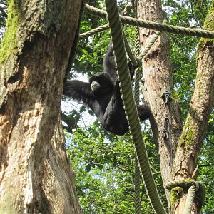 06 2024 - Siamang