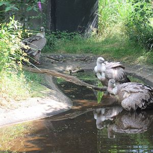 06 2024 - Eurasian griffon vultures, adults