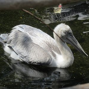 06 2024 - Dalmatian pelican, youngster