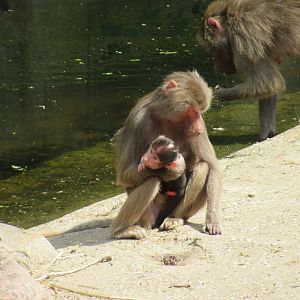 06 2024 - Hymadrias baboons, adult female and youngster
