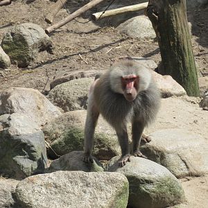 06 2024 - Hymadrias baboon, adult male