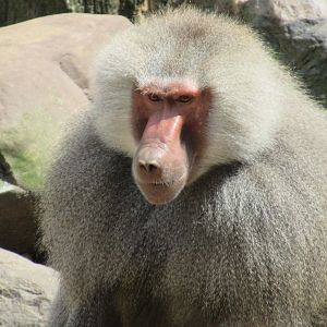 06 2024 - Hymadrias baboon, adult male